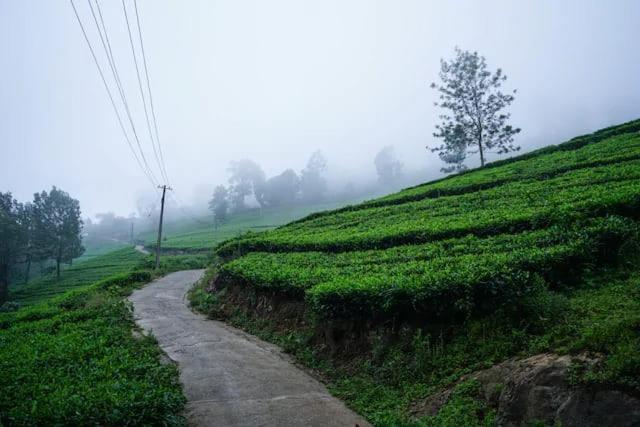 Lime Light Resort Munnar Exteriör bild